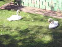 Knoebels Swans